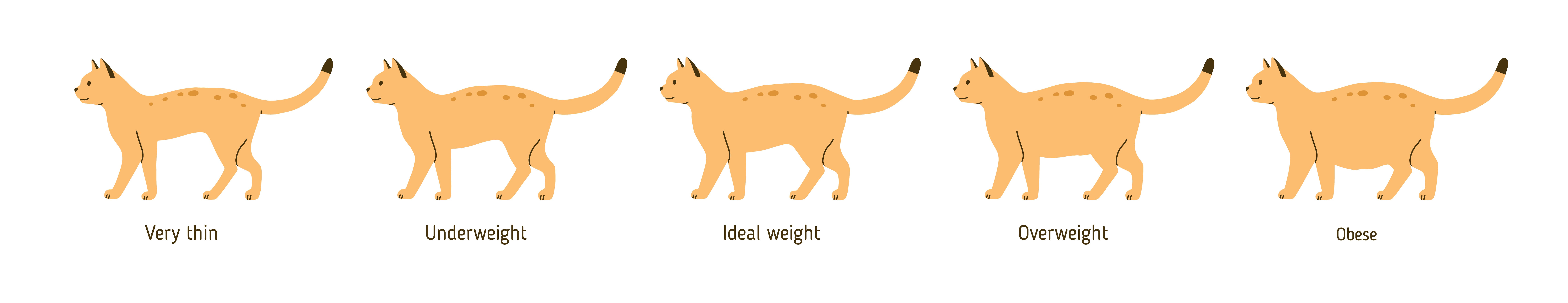 Overweight cat chart, Scottsdale Vet