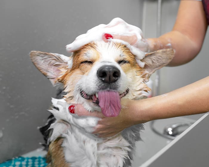 Dog Bathing & Grooming a Corgi at Scottsdale Ranch Animal Hospital, Scottsdale Dog and Cat Grooming