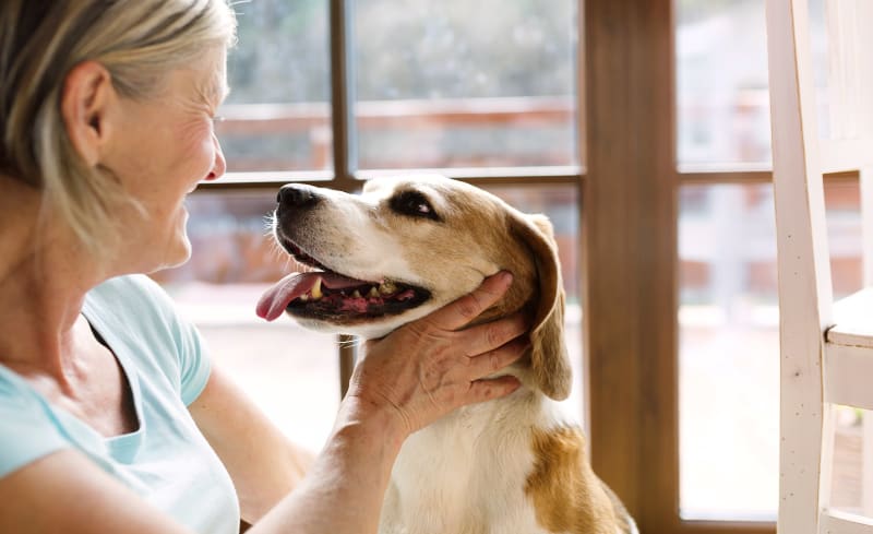 Scottsdale Ranch Animal Hospital Why Trust Us