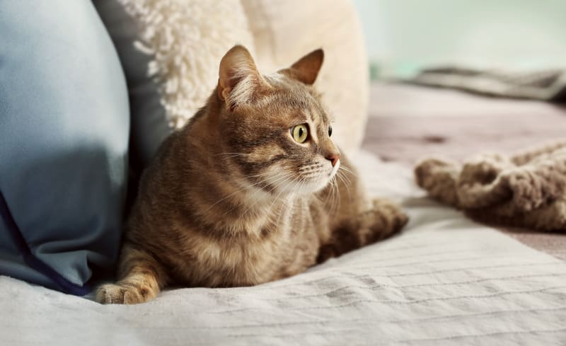 Scottsdale Ranch Animal Hospital Dental Care