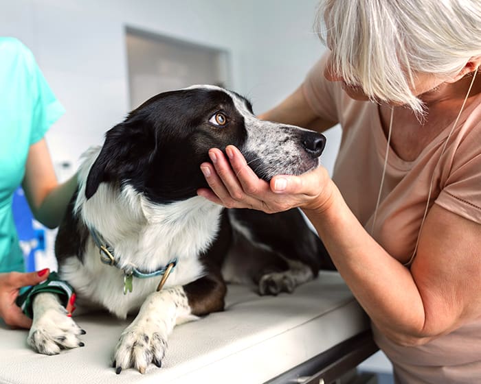 Veterinary Surgery, Scottsdale Vet